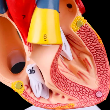 Анатомическая модель сердца человека Bone NumbX1 пронумерованная-7